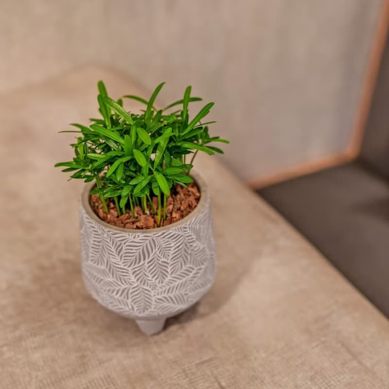 羅漢松 小樹葉紋 水泥盆栽 桌上盆栽 開幕送禮 喬遷禮物