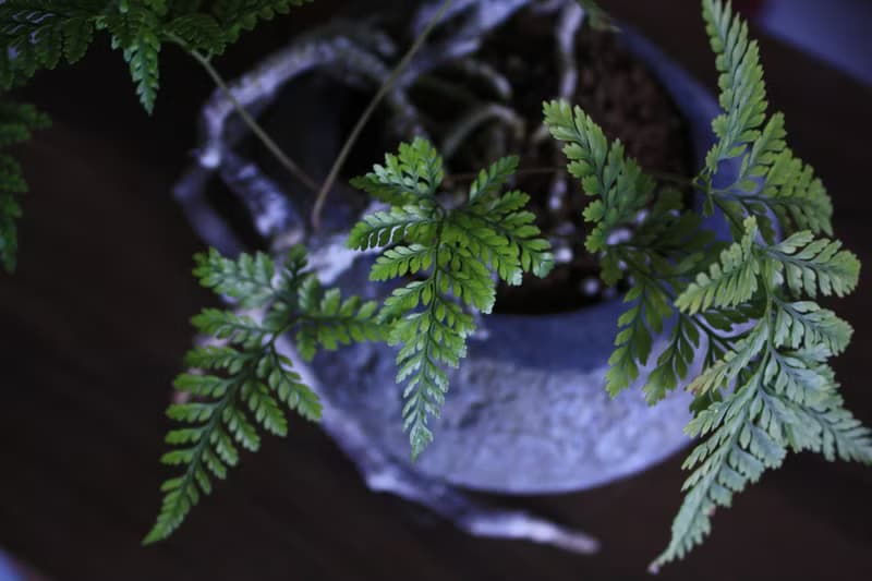 兔腳蕨 l 石頭盆栽 中品盆栽 蕨類 室內植栽 玄關擺設