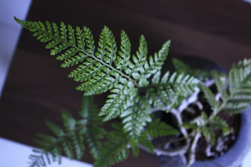 兔腳蕨 l 石頭盆栽 中品盆栽 蕨類 室內植栽 玄關擺設