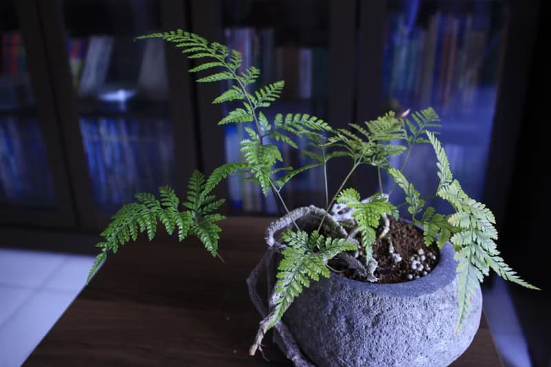 兔腳蕨 l 石頭盆栽 中品盆栽 蕨類 室內植栽 玄關擺設