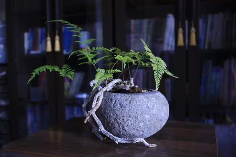 兔腳蕨 l 石頭盆栽 中品盆栽 蕨類 室內植栽 玄關擺設