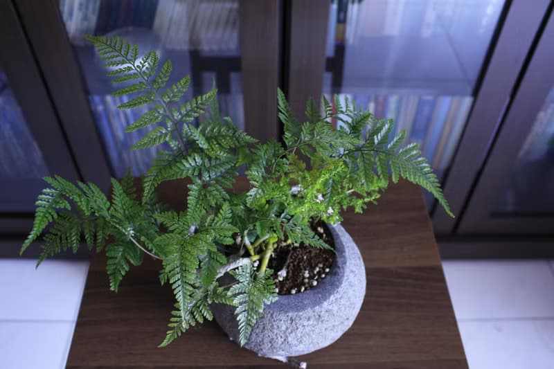 兔腳蕨 l 石頭盆栽 中品盆栽 蕨類 室內植栽 玄關擺設