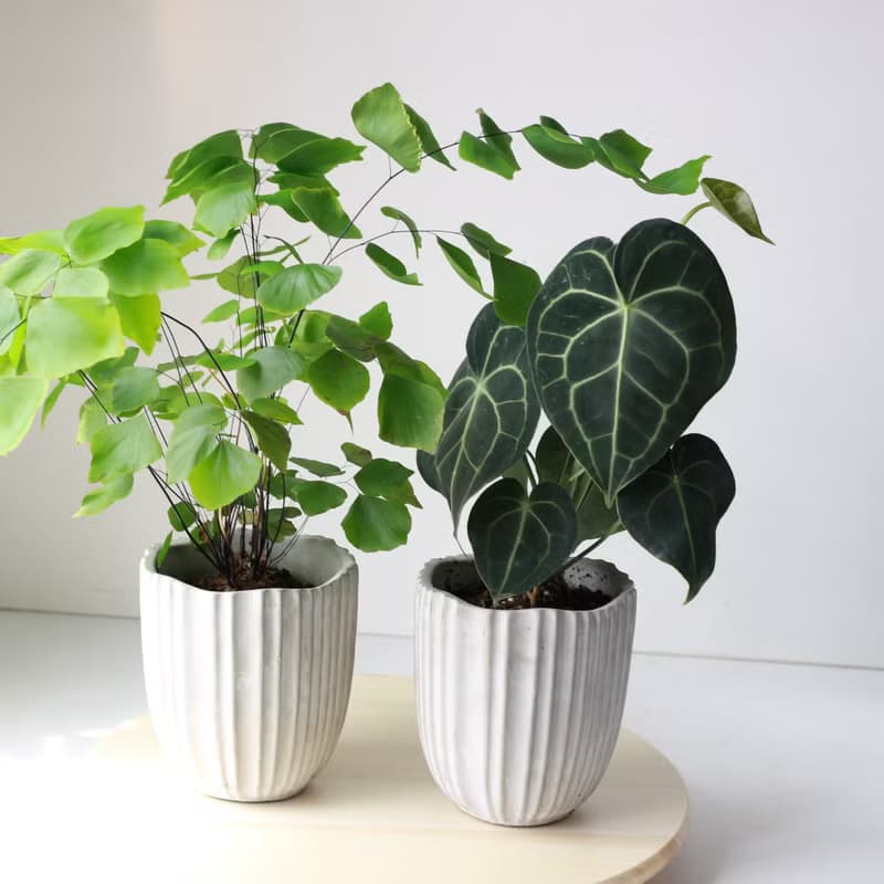 植栽 盆栽 l 圓葉花燭 吉祥如意大方送禮 室內植物 辦公室盆栽