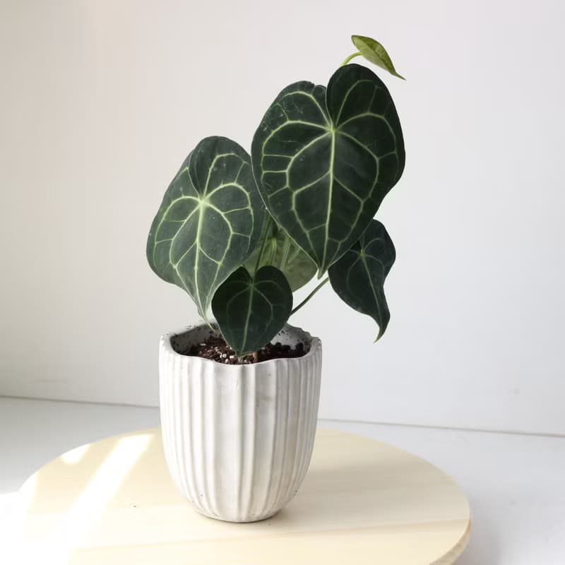 植栽 盆栽 l 圓葉花燭 吉祥如意大方送禮 室內植物 辦公室盆栽