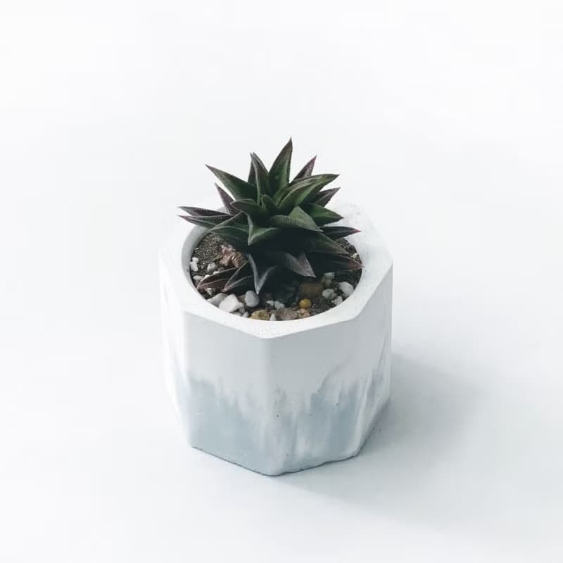 (現貨) 莫蘭迪藍系列 | 黑舌 五重塔 小八角形漸層水泥多肉植栽