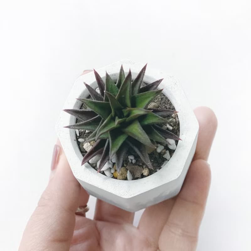 (現貨) 莫蘭迪藍系列 | 黑舌 五重塔 小八角形漸層水泥多肉植栽