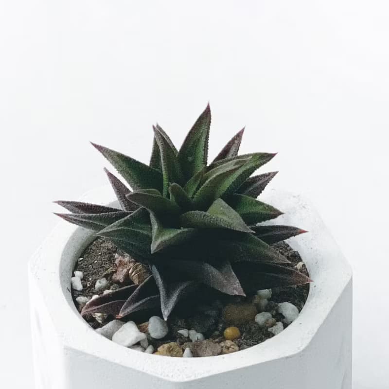(現貨) 莫蘭迪藍系列 | 黑舌 五重塔 小八角形漸層水泥多肉植栽