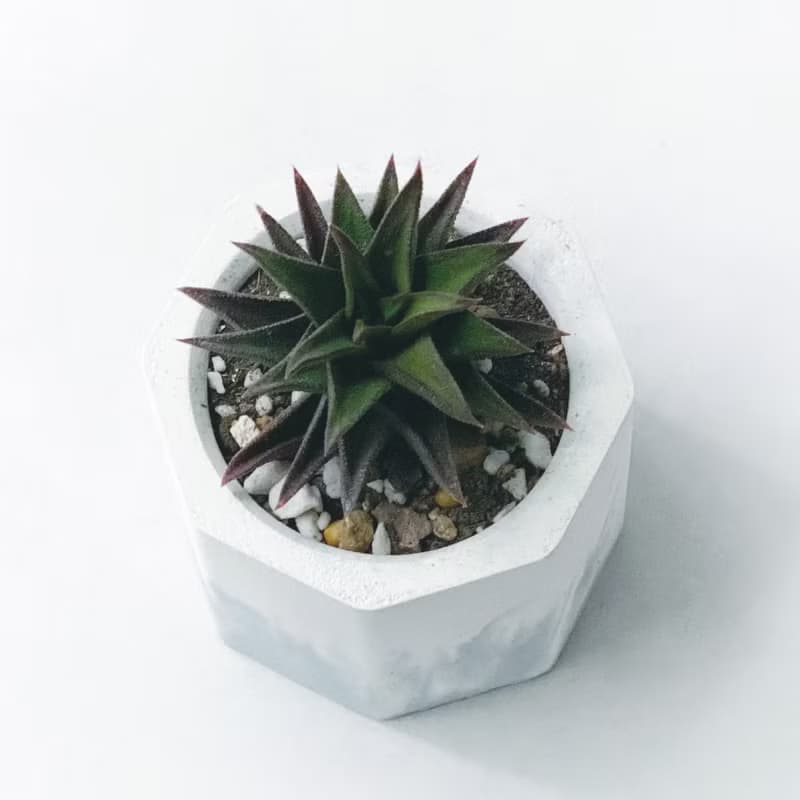 (現貨) 莫蘭迪藍系列 | 黑舌 五重塔 小八角形漸層水泥多肉植栽