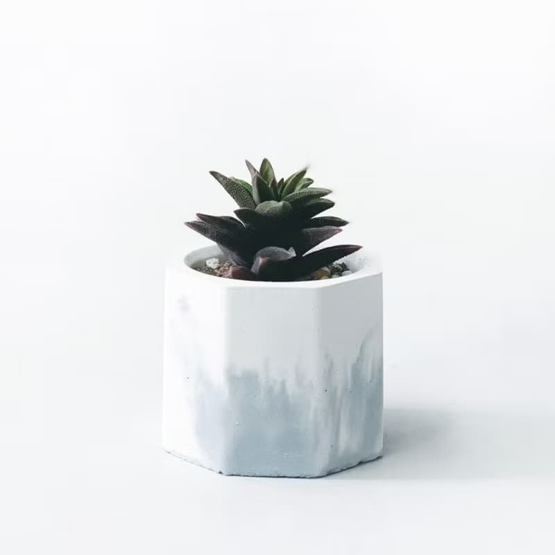 (現貨) 莫蘭迪藍系列 | 黑舌 五重塔 小八角形漸層水泥多肉植栽