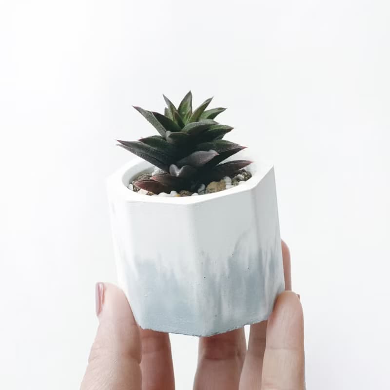 (現貨) 莫蘭迪藍系列 | 黑舌 五重塔 小八角形漸層水泥多肉植栽