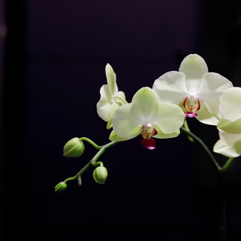 【蘭花盆栽】綠精靈蝴蝶蘭盆栽 開幕送禮 升遷送禮 年節花禮 喬遷