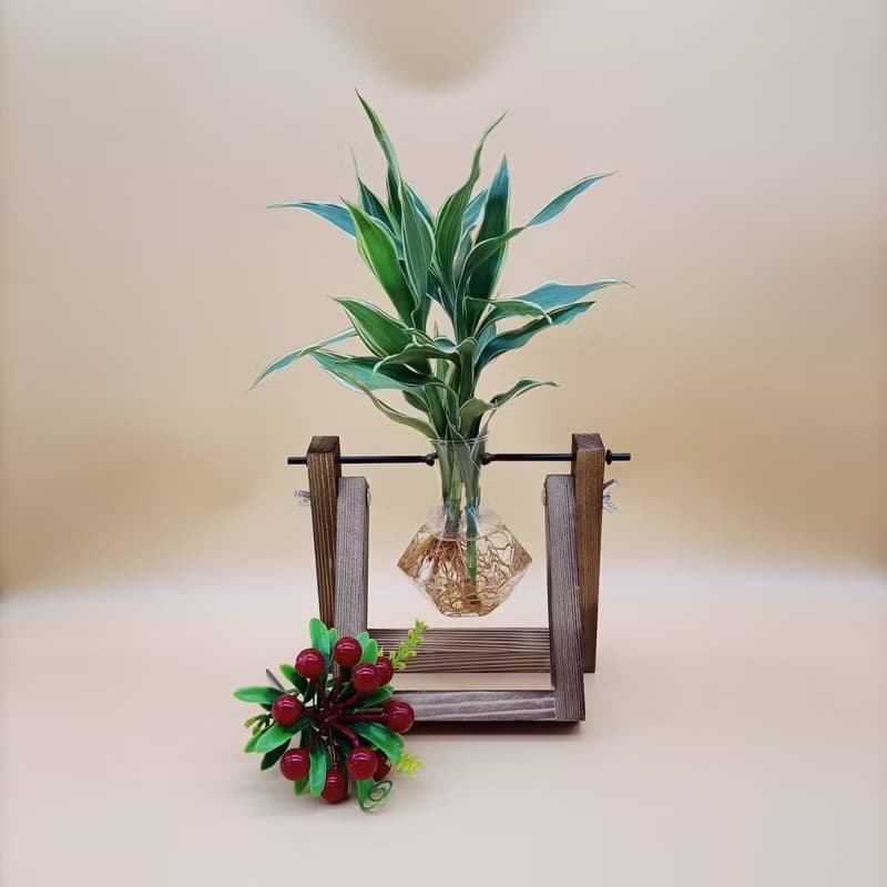 水培植物 斑葉萬年青 開運竹 懶人植栽 創意木架 室內植物