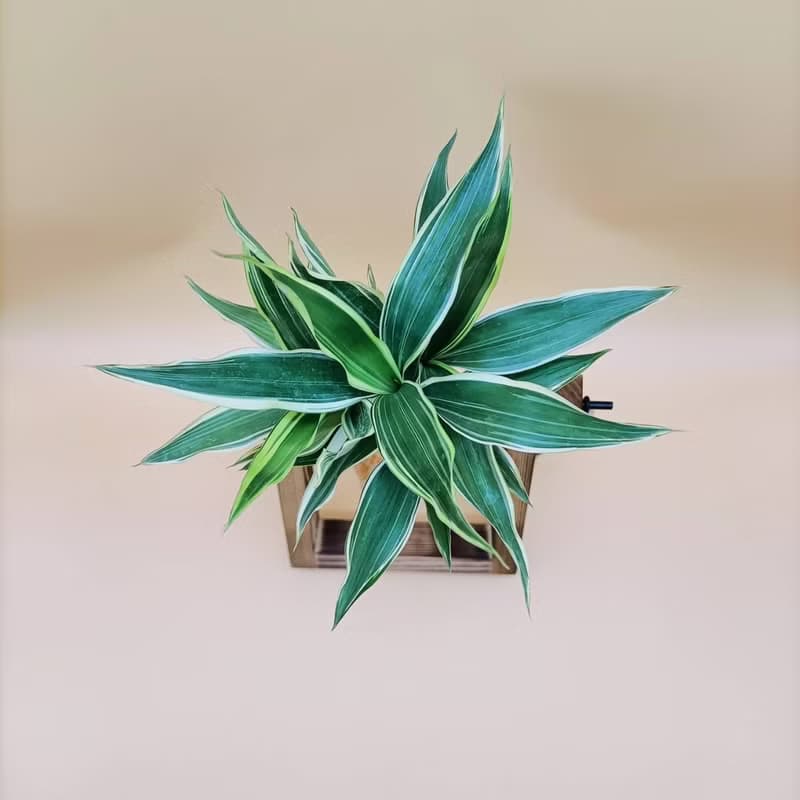 水培植物 斑葉萬年青 開運竹 懶人植栽 創意木架 室內植物