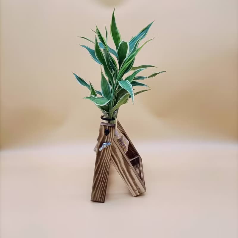 水培植物 斑葉萬年青 開運竹 懶人植栽 創意木架 室內植物