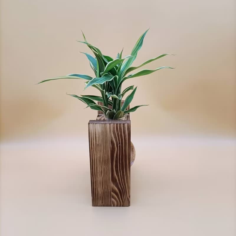 水培植物 斑葉萬年青 開運竹 懶人植栽 創意木架 室內植物