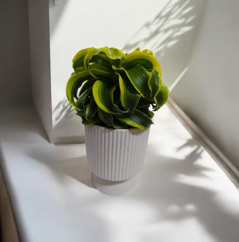 【療癒小品】龍捲風桌上型盆栽開幕新居喬遷送禮自家擺設