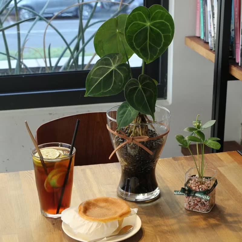 水培植栽│圓葉花燭_室內植物 辦公室盆栽 店內布置 水耕 植栽