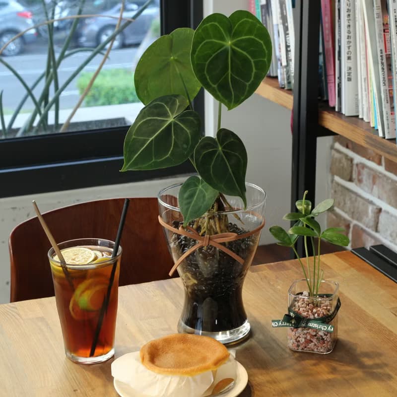 水培植栽│圓葉花燭_室內植物 辦公室盆栽 店內布置 水耕 植栽