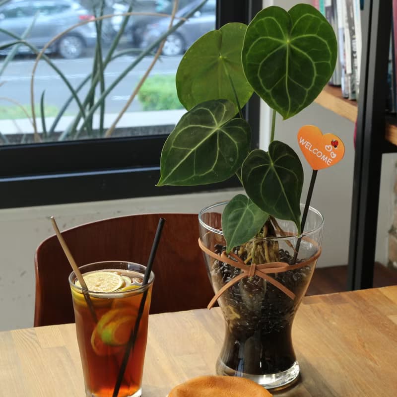 水培植栽│圓葉花燭_室內植物 辦公室盆栽 店內布置 水耕 植栽