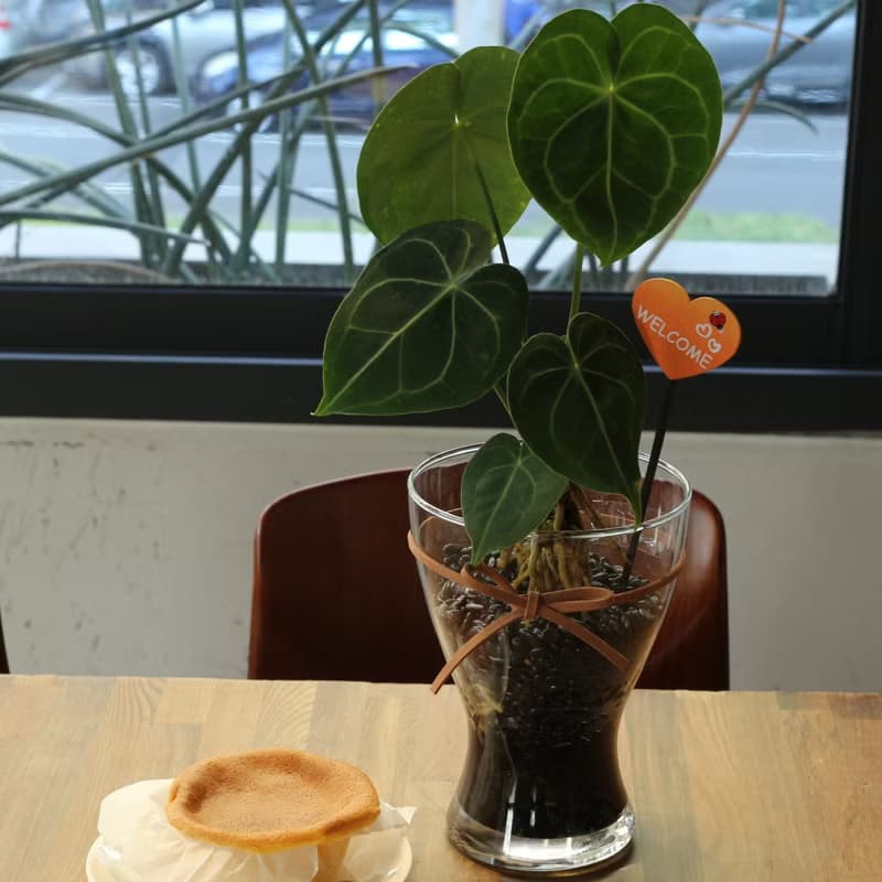 水培植栽│圓葉花燭_室內植物 辦公室盆栽 店內布置 水耕 植栽