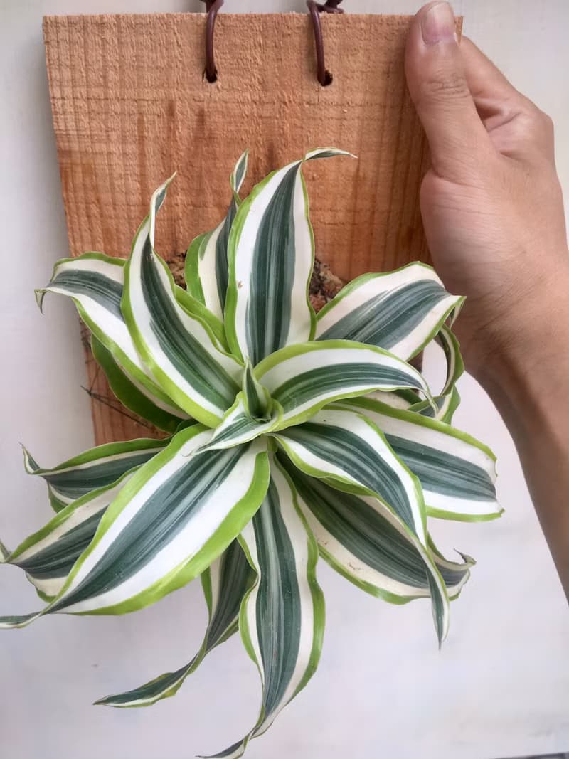 【檸檬千年木】植物上板 情人節禮物 生日禮物 觀葉植物 室內植物
