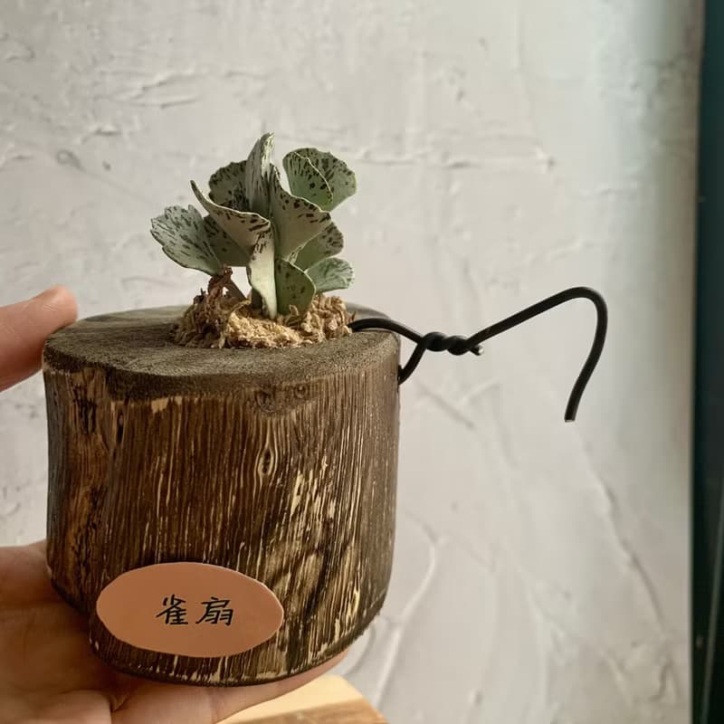 手工木作設計 盆栽擺飾 多肉植物 巧克力脆片 雀扇