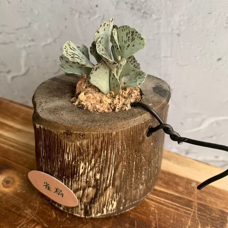 手工木作設計 盆栽擺飾 多肉植物 巧克力脆片 雀扇