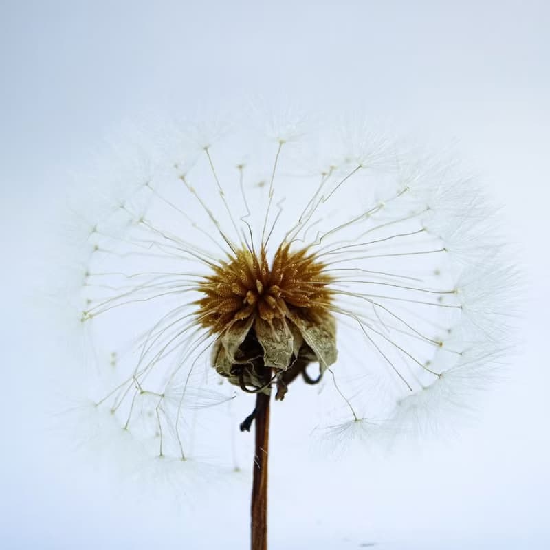 1.5cm厚切型片狀標本 蒲公英