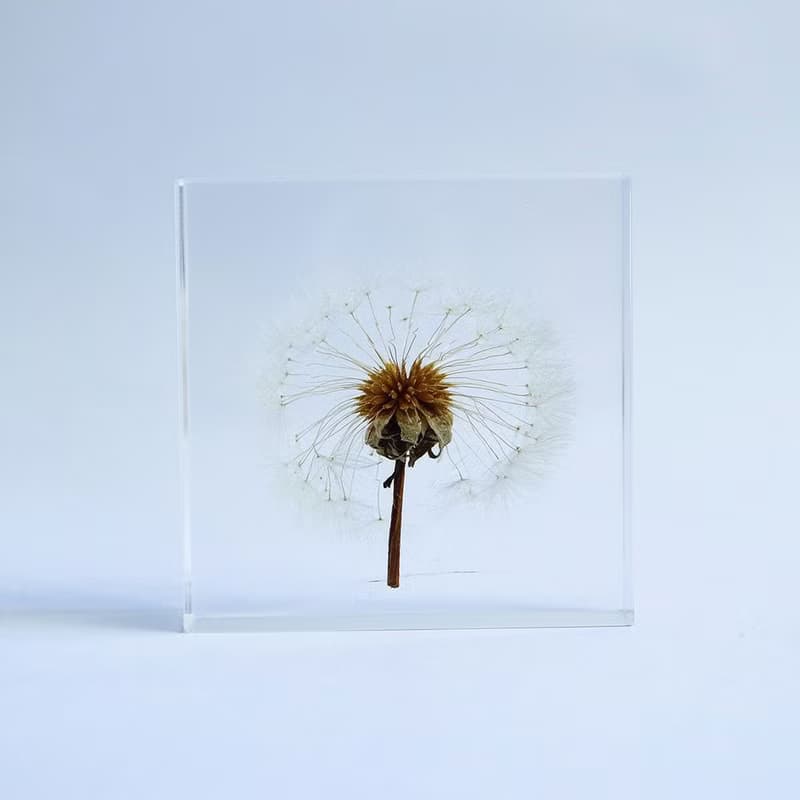 1.5cm厚切型片狀標本 蒲公英