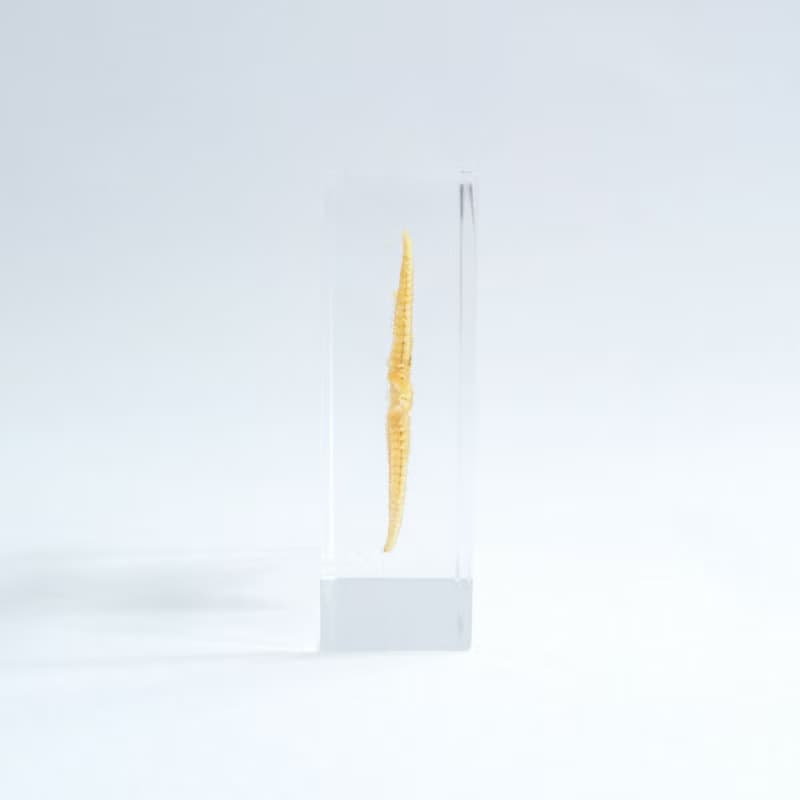 1.5cm厚切型片狀標本 蒲公英