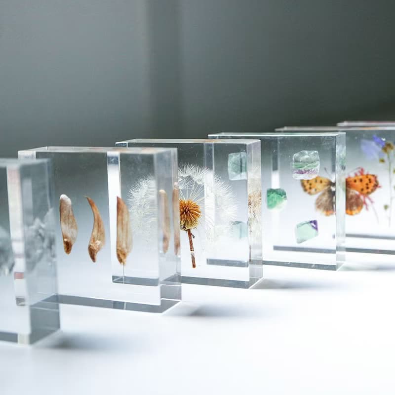 1.5cm厚切型片狀標本 蒲公英