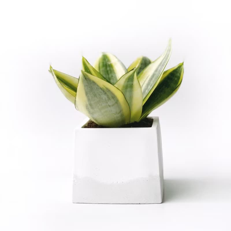 (現貨) 白灰漸層系列 | 黃金虎尾蘭 淨化空氣 方形雙色水泥植栽