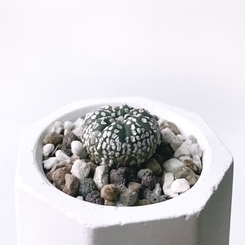 (現貨) 白灰漸層系列 | 超兜 小八角形水泥多肉植栽