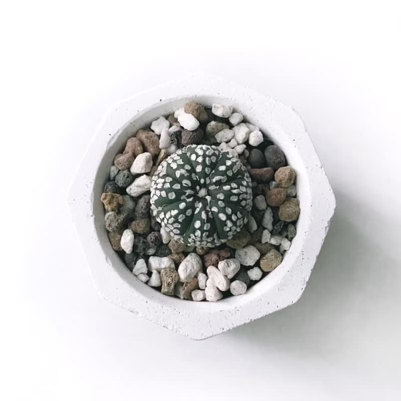 (現貨) 白灰漸層系列 | 超兜 小八角形水泥多肉植栽