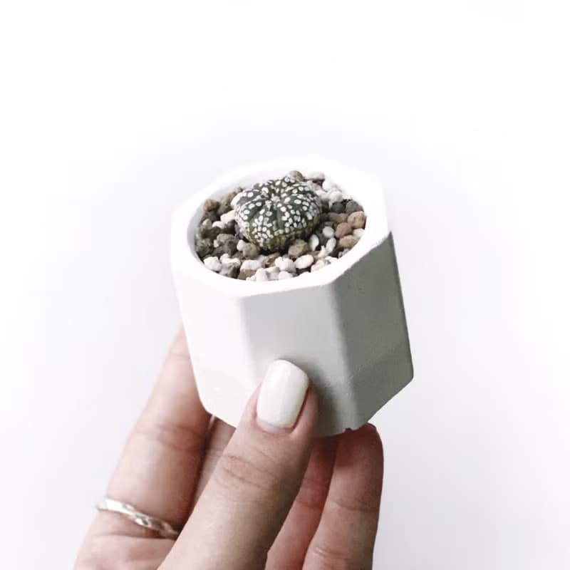 (現貨) 白灰漸層系列 | 超兜 小八角形水泥多肉植栽