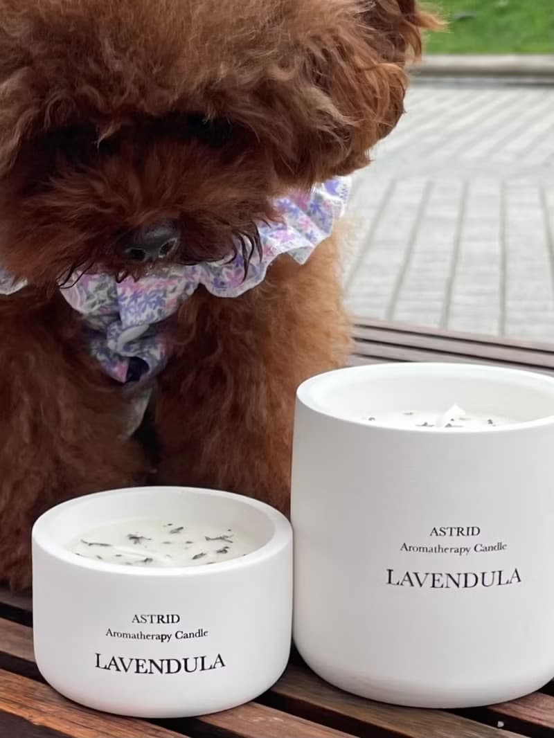 (寵物友善)薰衣草與貓薄荷天然精油 大豆蠟及蜂蠟燭230g 禮物首選