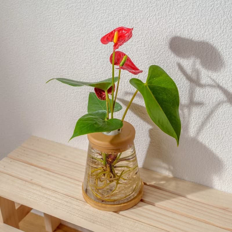 火鶴 三角水耕盆栽 室內植物 觀葉植物 禮物 水培