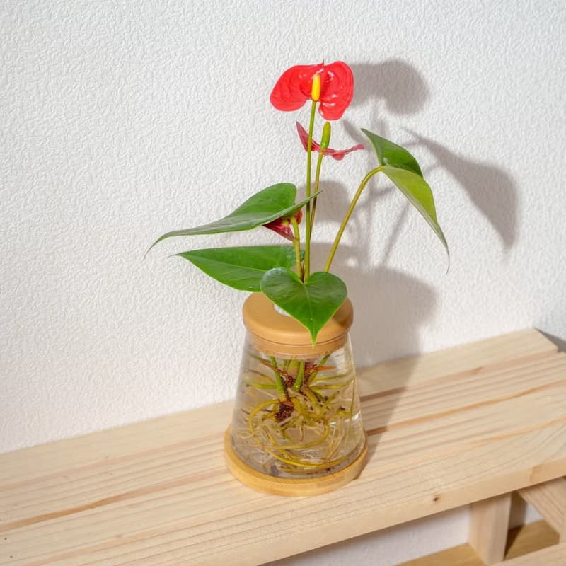 火鶴 三角水耕盆栽 室內植物 觀葉植物 禮物 水培