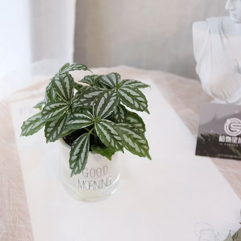 PD167冷水花吸水盆栽/室內植物/懶人植物/環境綠化/居家佈置