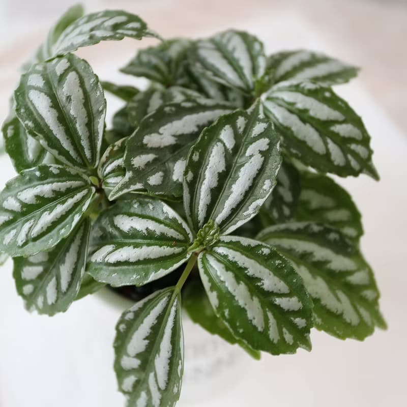 PD167冷水花吸水盆栽/室內植物/懶人植物/環境綠化/居家佈置