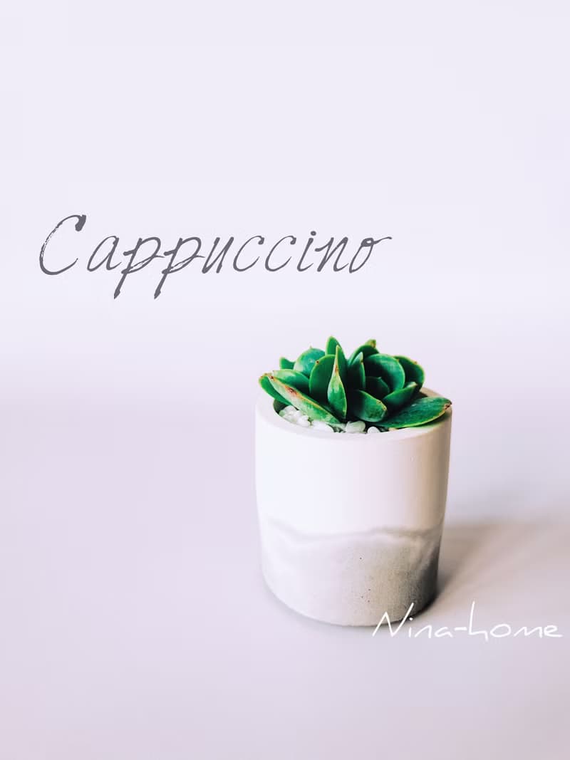 Cappuccino 卡布奇諾-多肉/仙人掌 奶泡水泥盆栽