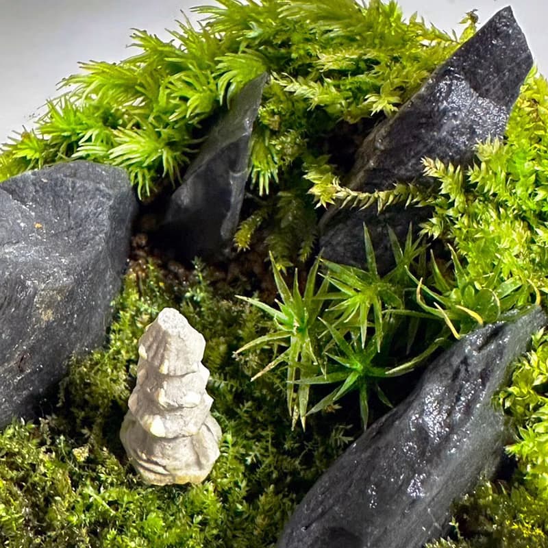 新品上市 隱世禪緣 / 超迷你掌上型手工微景觀生態盆