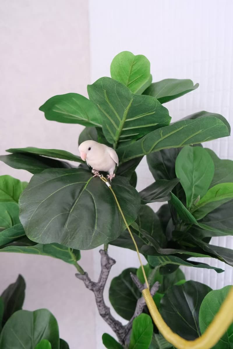 人造植栽/仿真琴葉榕/仿真植物/綠化/永不凋零