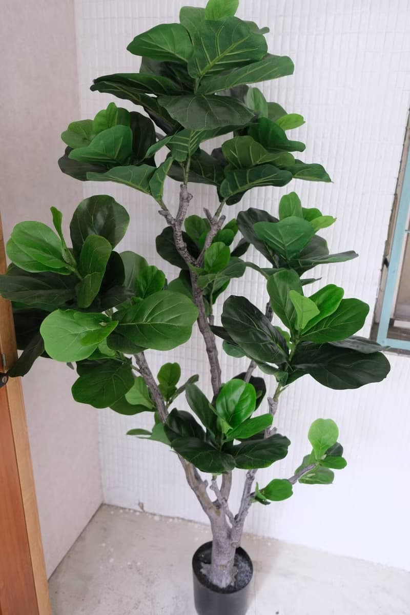 人造植栽/仿真琴葉榕/仿真植物/綠化/永不凋零
