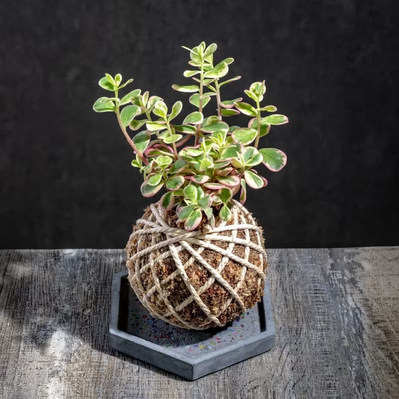 彩虹馬齒牡丹苔球 苔球植物 苔玉 室內植物 辦公室植物 交換禮物