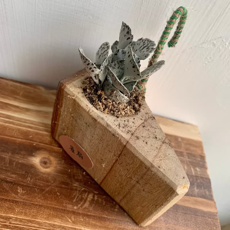 手工木作設計 盆栽擺飾 多肉植物 巧克力脆片 雀扇