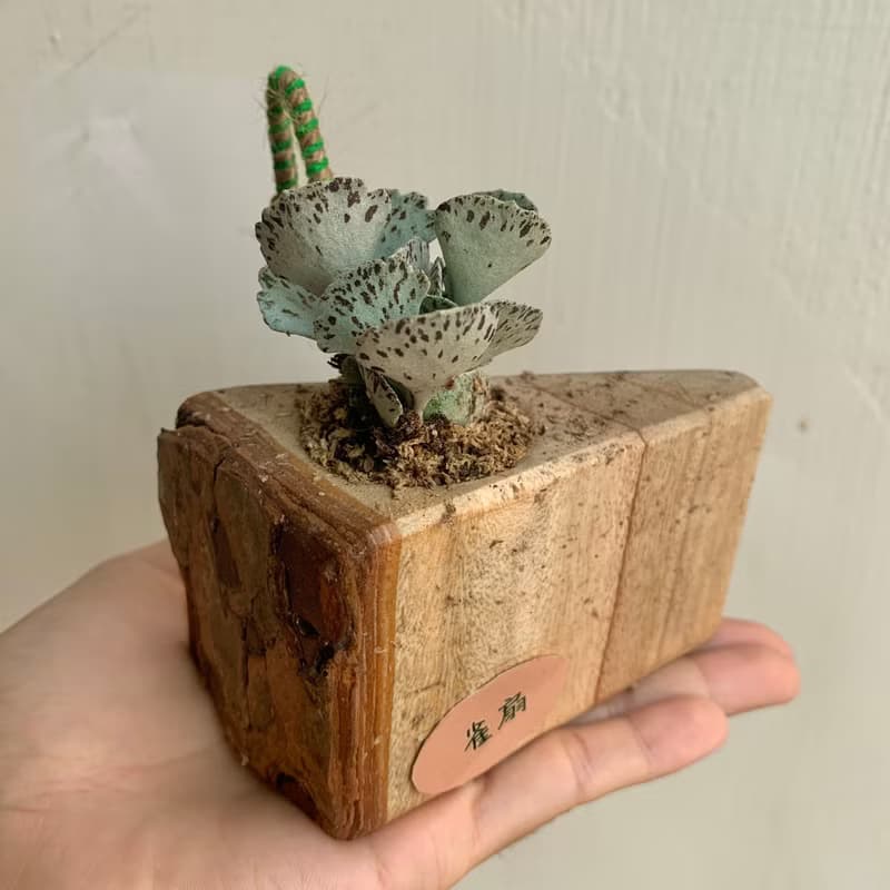 手工木作設計 盆栽擺飾 多肉植物 巧克力脆片 雀扇