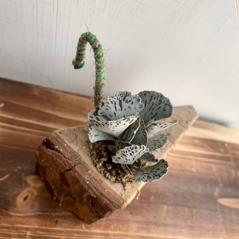 手工木作設計 盆栽擺飾 多肉植物 巧克力脆片 雀扇