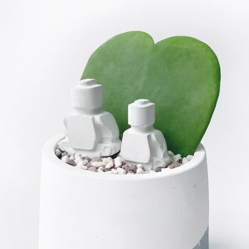 (預購) 莫蘭迪藍系列 | me & you 心葉球蘭  圓形水泥植栽