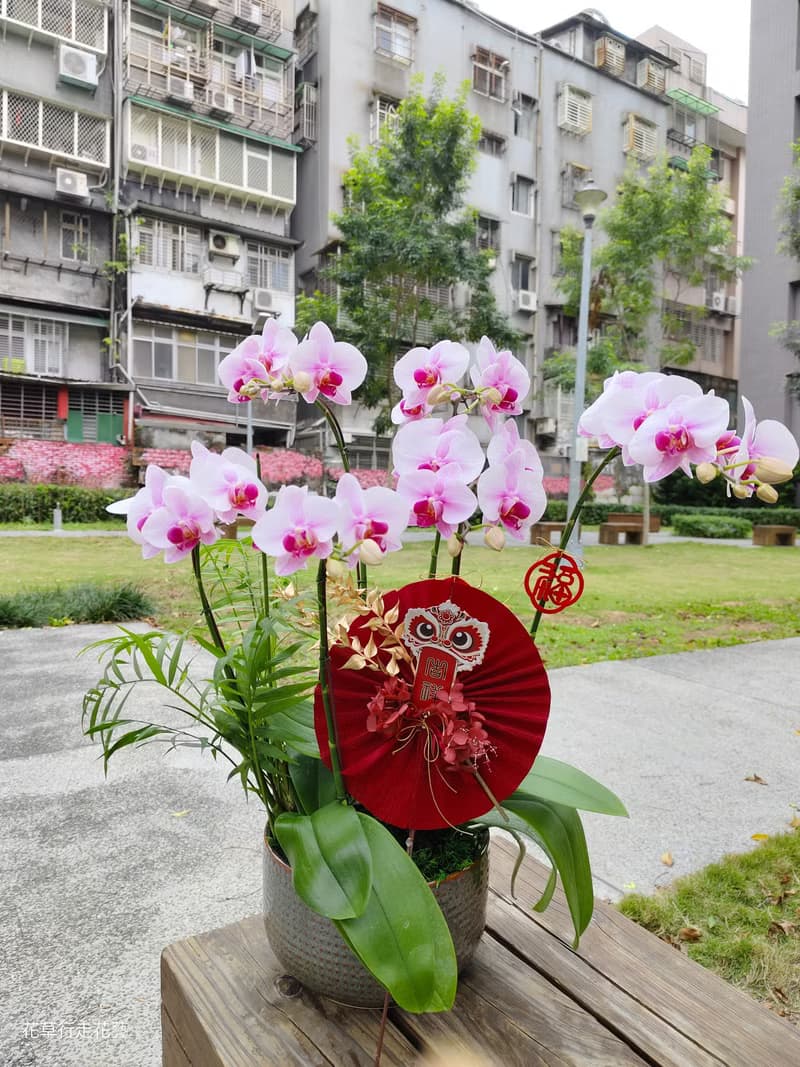 櫻花公主蝴蝶蘭盆栽